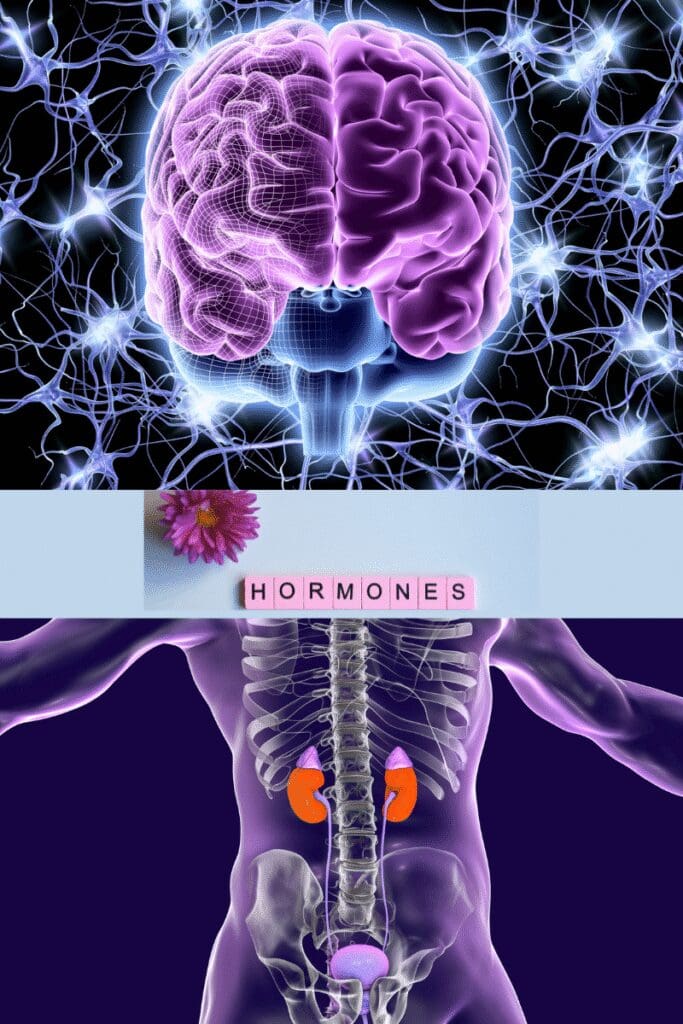 Diagram showing what stress and anxiety involving the brain, adrenal glands, and hormone release.