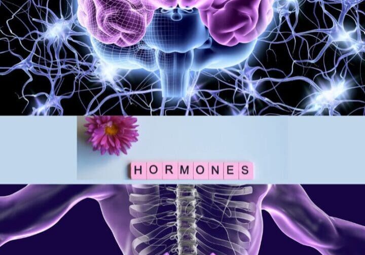 Diagram showing what stress and anxiety involving the brain, adrenal glands, and hormone release.